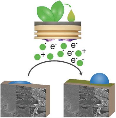 Plasma Polymerization of Vegetable Oils onto Paper Substrates of Varying Porosity for Improved Hydrophobicity