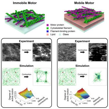 Mechanical boundary conditions for motor protein dictate geometric pattern and dynamics of actin gel contraction