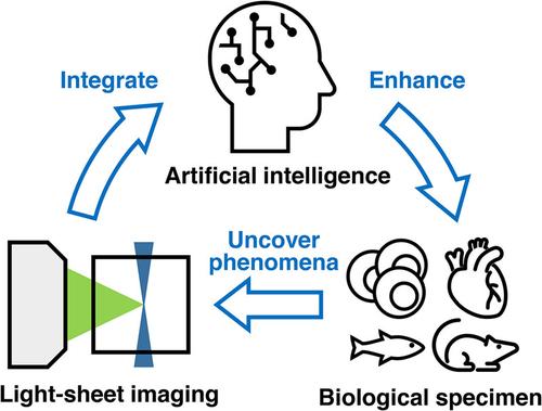 Frontiers in artificial intelligence-directed light-sheet microscopy for uncovering biological phenomena and multiorgan imaging