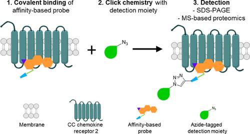 Labeling of CC Chemokine Receptor 2 with a Versatile Intracellular Allosteric Probe.