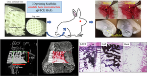 Three-dimensional printed calcium phosphate scaffolds emulate bone microstructure to promote bone regrowth and repair