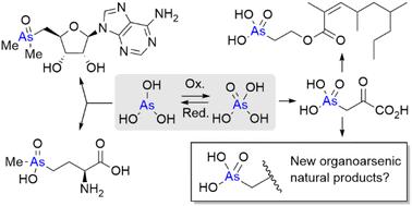 Recent advances in the biosynthetic studies of bacterial organoarsenic natural products.