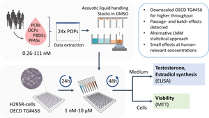 Screening persistent organic pollutants for effects on testosterone and estrogen synthesis at human-relevant concentrations using H295R cells in 96-well plates.