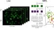 Tracking induced pluripotent stem cell differentiation with a fluorescent genetically encoded epigenetic probe.