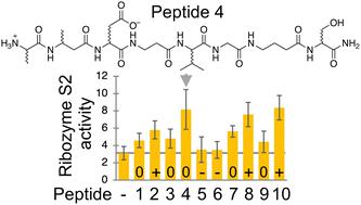 Weak effects of prebiotically plausible peptides on self-triphosphorylation ribozyme function†