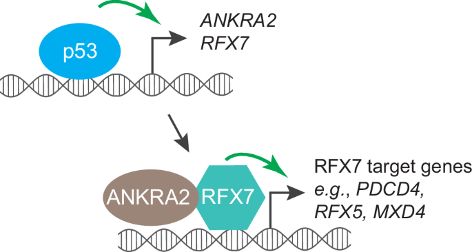 p53 target ANKRA2 cooperates with RFX7 to regulate tumor suppressor genes.