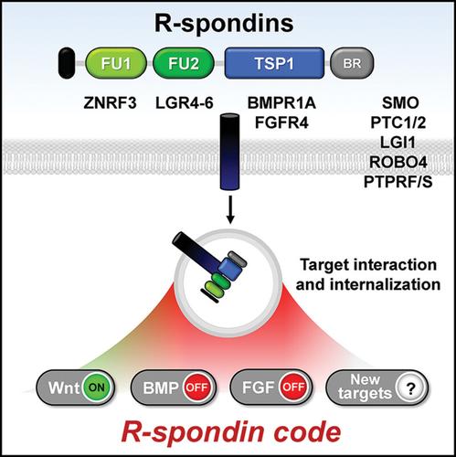 An "R-spondin code" for multimodal signaling ON-OFF states