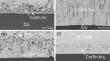 Systematic Study of Liquid-State Interfacial Reactions Between Co and In-Sn Solders with Varying Sn Contents