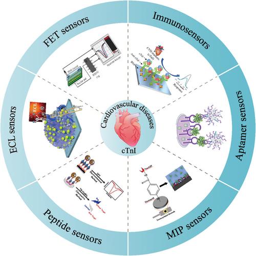 Electrochemical detection of the cardiac biomarker cardiac troponin I