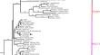 Untangling Zebrafish Genetic Annotation: Addressing Complexities and Nomenclature Issues in Orthologous Evaluation of TCOF1 and NOLC1