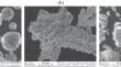 Self-Propagating High-Temperature Synthesis of Cu–Mn–Al Alloys: Thermoelectric and Magnetic Properties