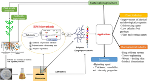 Rhizosphere bacterial exopolysaccharides: composition, biosynthesis, and their potential applications.