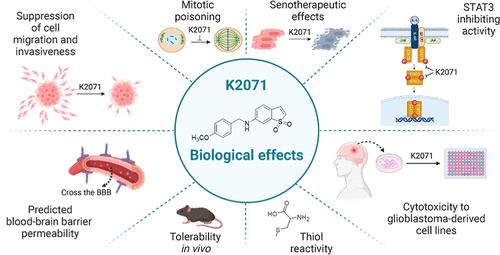 Discovery of a 6-Aminobenzo[b]thiophene 1,1-Dioxide Derivative (K2071) with a Signal Transducer and Activator of Transcription 3 Inhibitory, Antimitotic, and Senotherapeutic Activities