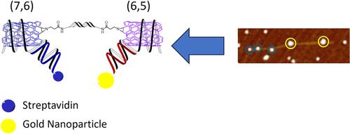 DNA-Mediated Carbon Nanotubes Heterojunction Assembly