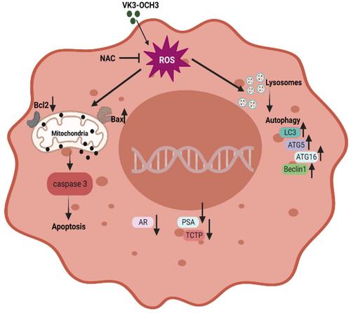 Vitamin K3 derivative inhibits androgen receptor signaling in targeting aggressive prostate cancer cells.