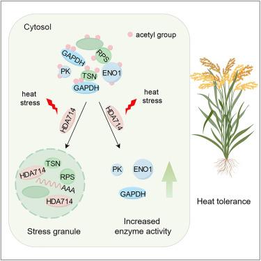 A histone deacetylase confers plant tolerance to heat stress by controlling protein lysine deacetylation and stress granule formation in rice.