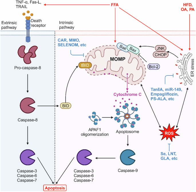 Targeting cell death in NAFLD: mechanisms and targeted therapies.