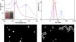 A Simple and Efficient Colorimetric Detection of Creatinine Based on Citrate-Stabilized Gold Nanoparticles