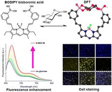 BODIPYs α-appended with distyryl-linked aryl bisboronic acids: single-step cell staining and turn-on fluorescence binding with d-glucose†