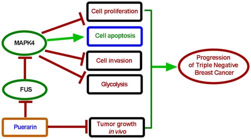 Puerarin Decreases the Expression of FUS-Dependent MAPK4 to Inhibit the Development of Triple-Negative Breast Cancer