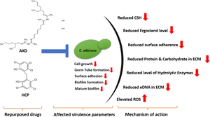 Mechanistic insights into antifungal potential of Alexidine dihydrochloride and hexachlorophene in Candida albicans: a drug repurposing approach