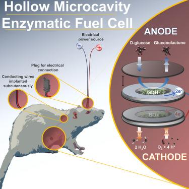 A hollow microcavity enzymatic fuel cell for in vivo energy harvesting