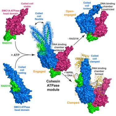 The cohesin ATPase cycle is mediated by specific conformational dynamics and interface plasticity of SMC1A and SMC3 ATPase domains.