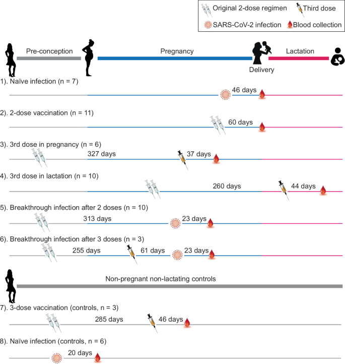 Neutralizing and binding antibody responses to SARS-CoV-2 with hybrid immunity in pregnancy.