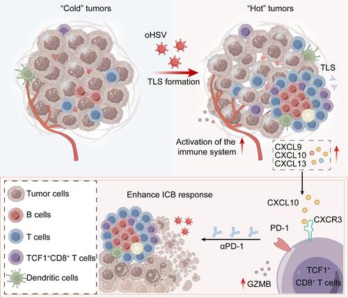 Oncolytic herpes simplex virus propagates tertiary lymphoid structure formation via CXCL10/CXCR3 to boost antitumor immunity.