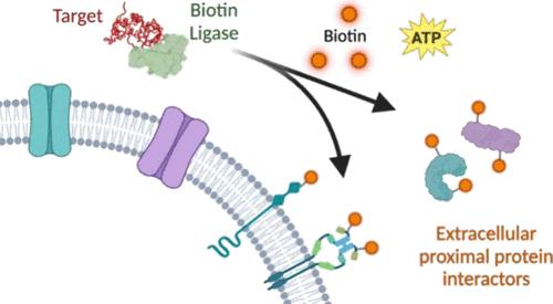 Mapping Extracellular Protein-Protein Interactions Using Extracellular Proximity Labeling (ePL).