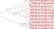 Cross-species substitution matrix comparison of Tomato leaf curl New Delhi virus (ToLCNDV) with medicinal plant isolates