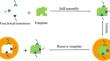 Fabrication of thermosensitive palladium imprinted polymers and evaluation of their adsorption separating performances and practical applications