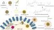 Folate Receptor-Targeted Camptothecin-Loaded PLGA-Glutenin Nanoparticles for Effective Breast cancer Treatment