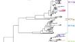 Molecular evolution and genotype shift of Porcine circoviruses type 2 in Vietnam.