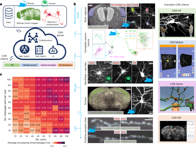 Collaborative augmented reconstruction of 3D neuron morphology in mouse and human brains.