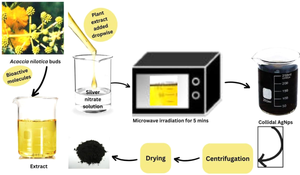 Ecofriendly Synthesis of Silver Nanoparticle for Phytochemical Screening, Photocatalytic and Biological Applications