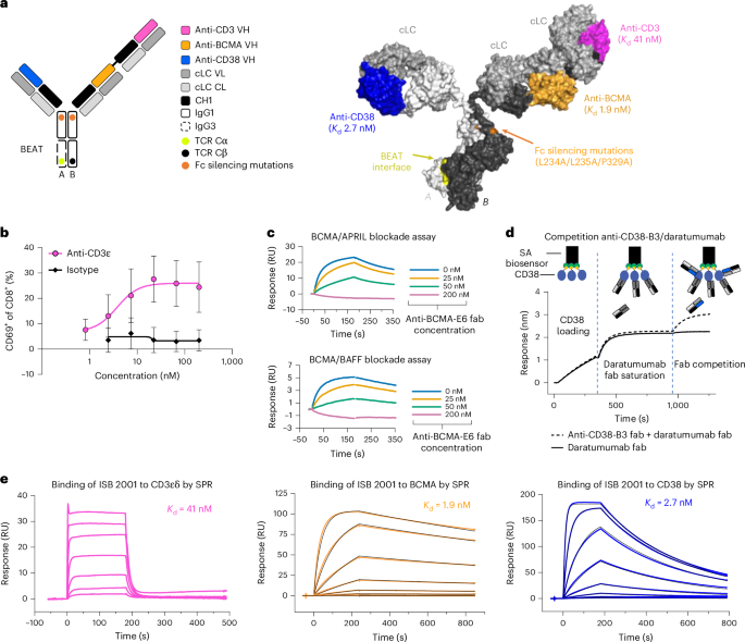 ISB 2001 trispecific T cell engager shows strong tumor cytotoxicity and overcomes immune escape mechanisms of multiple myeloma cells