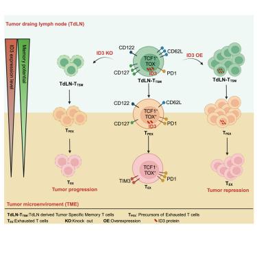 The transcription regulator ID3 maintains tumor-specific memory CD8<sup>+</sup> T cells in draining lymph nodes during tumorigenesis.