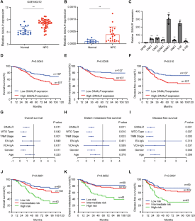 Ac4C modification of lncRNA SIMALR promotes nasopharyngeal carcinoma progression through activating eEF1A2 to facilitate ITGB4/ITGA6 translation