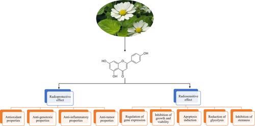 The influence of apigenin on cellular responses to radiation: From protection to sensitization.