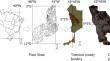 Artificial intelligence to classify the cooling effect of tree-shade in buildings’ façade: a case study in Brazil