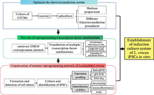 Induction of Pluripotent Stem Cells from Muscle Cells of Large Yellow Croaker (Larimichthys Crocea) Via Electrotransfection.