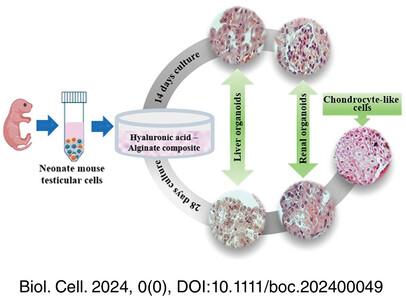 Hyaluronic acid-alginate hydrogel stimulates the differentiation of neonatal mouse testicular cells into hepatocyte-like and other cell lineages in three-dimensional culture