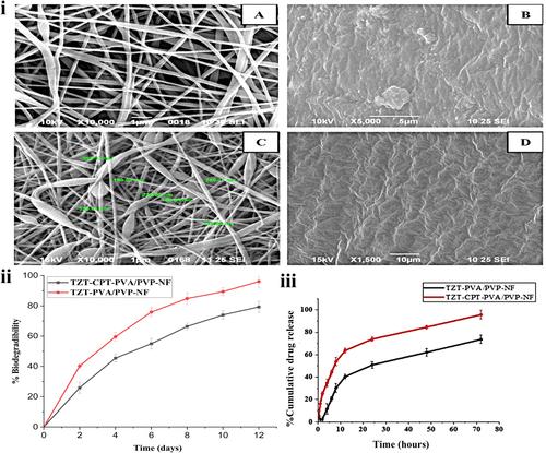 Correction to "Novel Synergistic Approach: Tazarotene-Calcipotriol-Loaded-PVA/PVP-Nanofiber Incorporated in Hydrogel Film for Management and Treatment of Psoriasis".