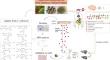 Lignans from Sambucus williamsii Protect Bone Via Microbiome.