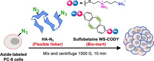 Enhancing Cell Aggregation and Migration via Double-Click Cross-Linking with Azide-Modified Hyaluronic Acid.