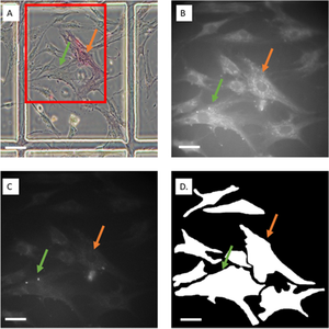 Single cell, Label free Characterisation of Human Mesenchymal Stromal cell Stemness and Future Growth Potential by Autofluorescence Multispectral Imaging.