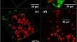 A Mathematical Model of Diel Activity and Long Time Survival in Phototrophic Mixed-Species Subaerial Biofilms.