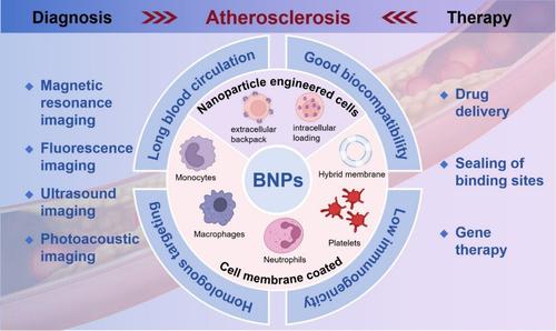 Biomimetic Nanoparticles for the Diagnosis and Therapy of Atherosclerosis