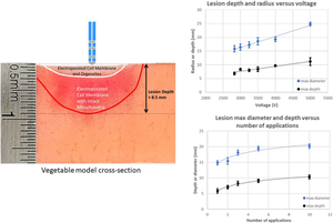 Evaluation of pulsed field ablation lesion characteristics using an in vitro vegetable model.